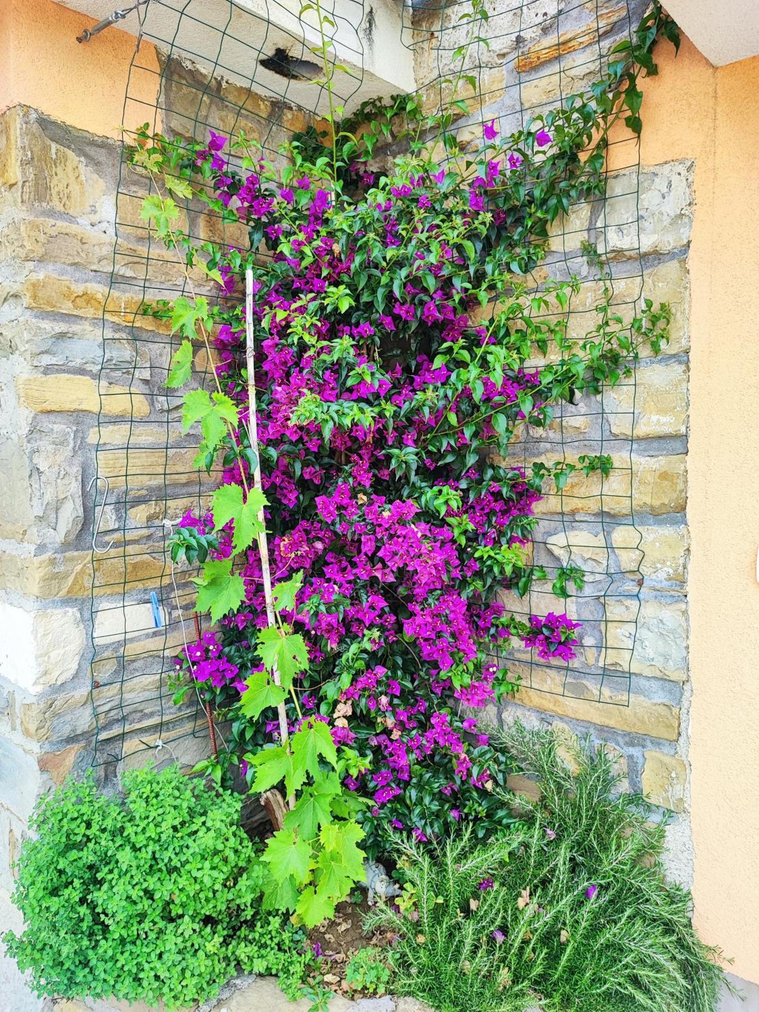 Apartment Wine & Olive Oil Mofardin Koper Exterior foto
